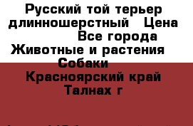 Русский той-терьер длинношерстный › Цена ­ 7 000 - Все города Животные и растения » Собаки   . Красноярский край,Талнах г.